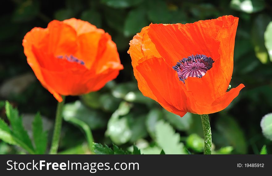 Two big red poppies in a garden. Two big red poppies in a garden
