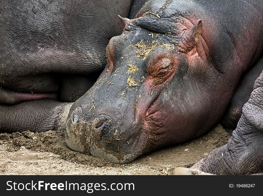 Hippopotamus isolated 2010 Zoo Lisbon