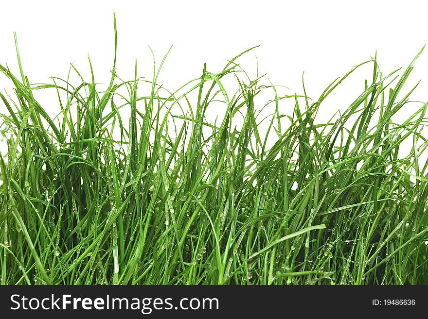 Fresh green grass with dew drops on white background