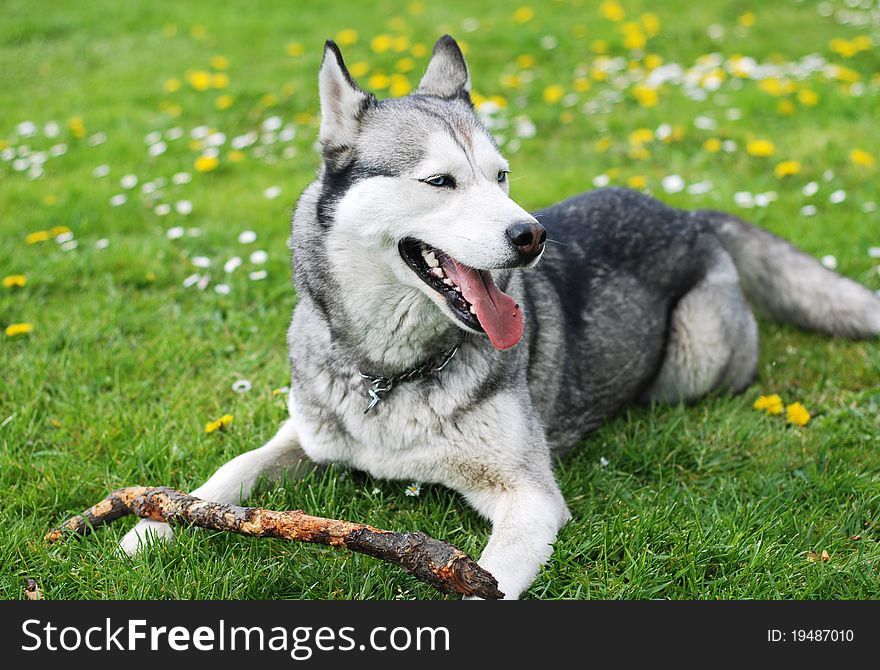 Husky dog lying on the grass with stick. Husky dog lying on the grass with stick