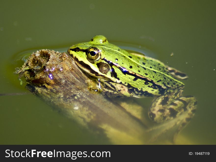 Green frog in a small pond