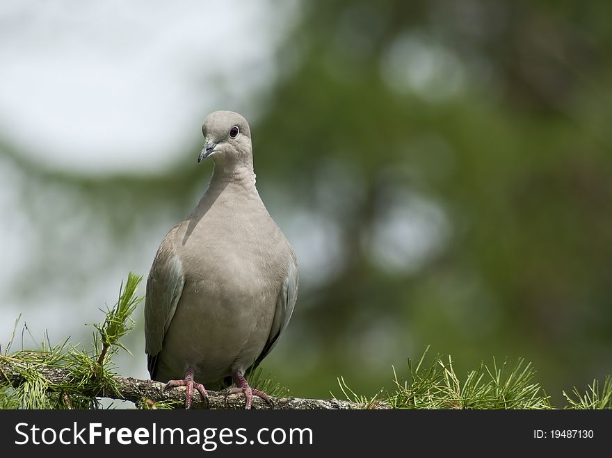 Wild pigeon looking for insects