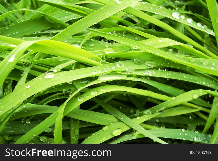 Green grass with water drops after rain. Green grass with water drops after rain