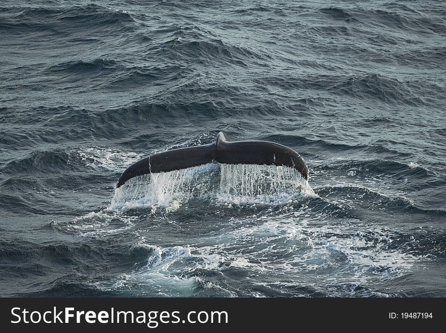 Diving humpback whale