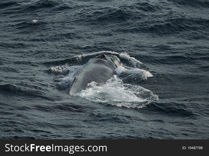 Humpback whale taking a dive offshore west coast of Australia