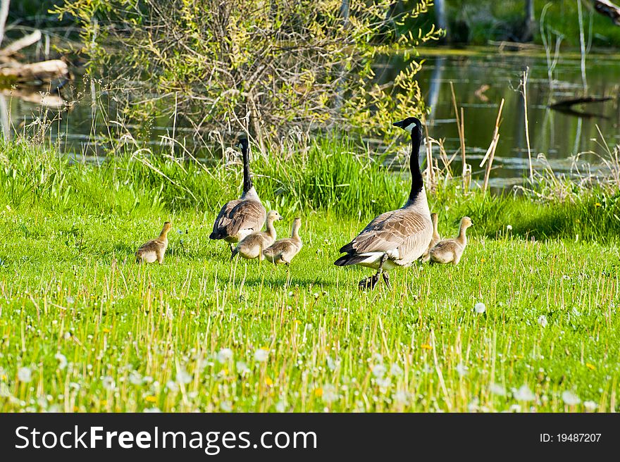 Geese And Chicks Running