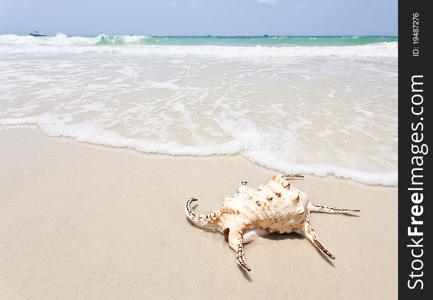 Seashell on white sand