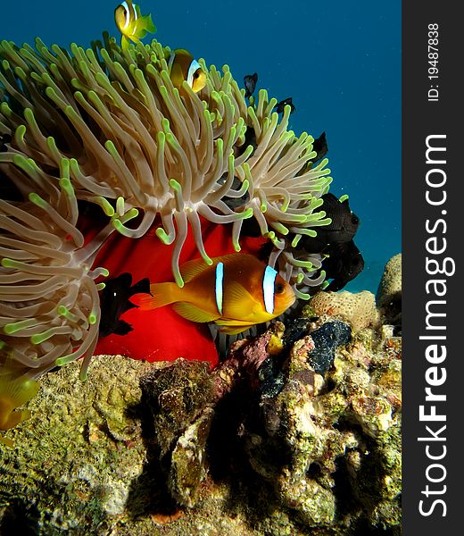 Anemonefish