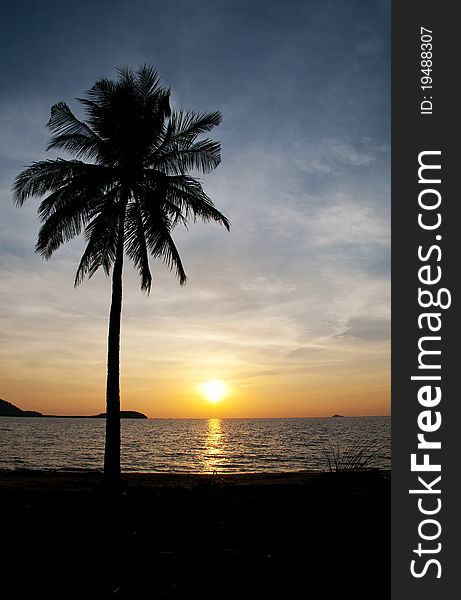 Coconut tree and the sunset. Coconut tree and the sunset