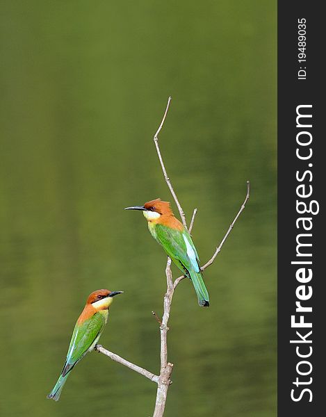 Bird (Chestnut-headed  Bee-eaters)