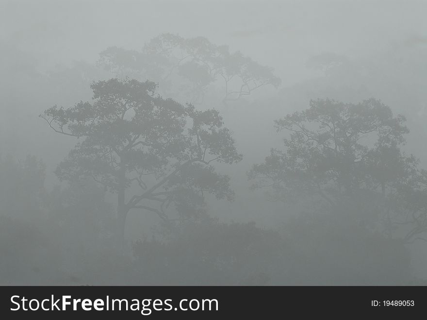 Row of trees in fog in autumn,Thailand