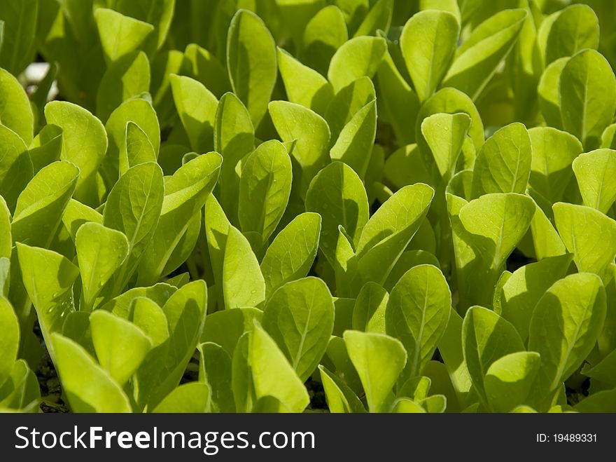 Fresh green lettuce leaves growing in a field