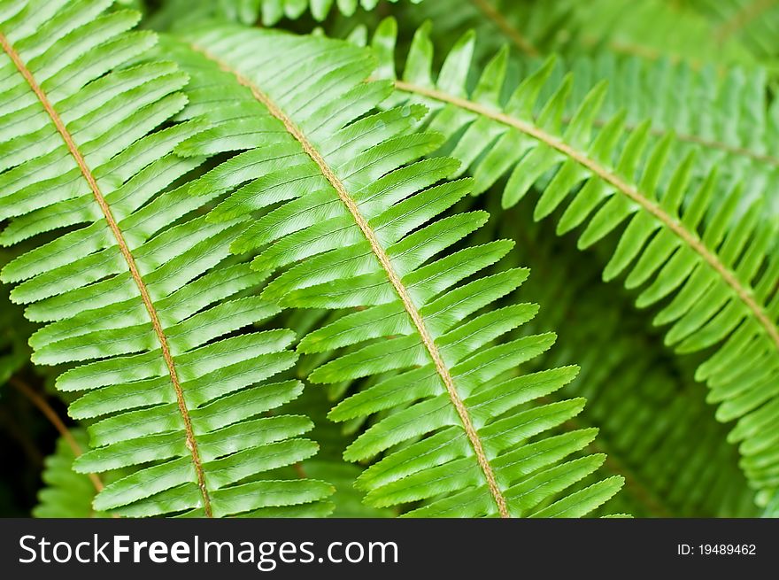 Fresh young bright green fern background texture