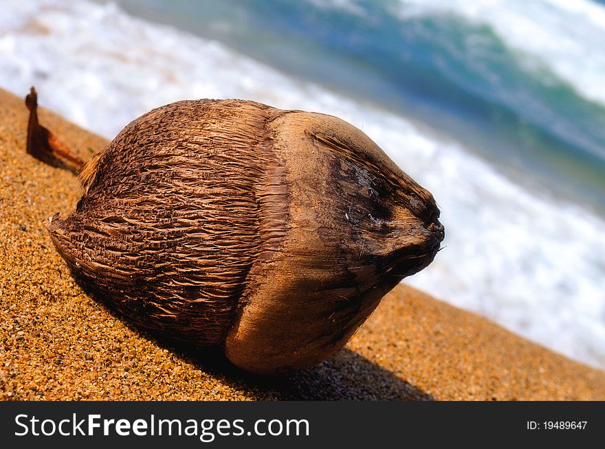 A coconut washed up on a tropical beach in Rincon, Puerto Rico with the ocean and waves in the background. A coconut washed up on a tropical beach in Rincon, Puerto Rico with the ocean and waves in the background.