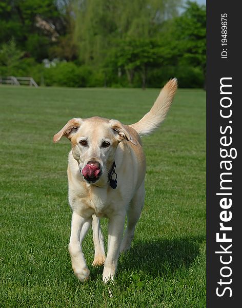 Yellow labrador retriever dog walking in park with tongue curled.