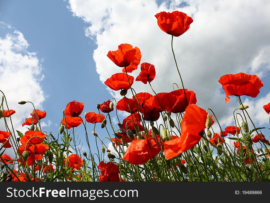 Red poppies on the background of the blue sky with white clouds