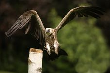 Griffon Vulture Stock Photo