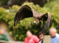 Griffon Vulture Stock Images Griffon Vulture Stock Images