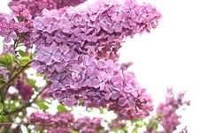 Lilac Flowers Close Up Stock Photos Lilac Flowers Close Up Stock Photos