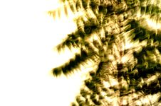 Neem Leaves Stock Photos Neem Leaves Stock Photos