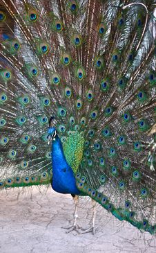 Peacock Spreading Its Tail Feathers Stock Images