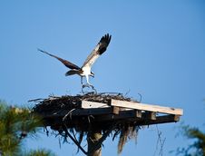 Osprey Royalty Free Stock Image Osprey Royalty Free Stock Image