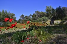 Poppies In Olive Grove Royalty Free Stock Image Poppies In Olive Grove Royalty Free Stock Image