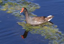 Moorhen Wading Bird On Beautiful Blue Everglades Water Royalty Free Stock Photo