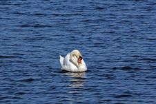 Mute Swan Stock Photos Mute Swan Stock Photos