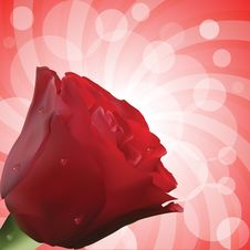 Red Rose With Droplets And Circular Background Stock Image