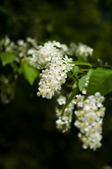 Blossom Bird Cherry Trees In Park. Stock Photos Blossom Bird Cherry Trees In Park. Stock Photos