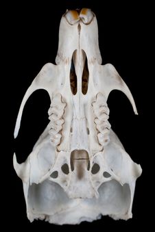 Mouse Skull Stock Photo Mouse Skull Stock Photo