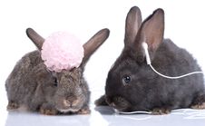 Rabbits Royalty Free Stock Photo