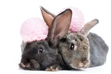 A Two Rabbits Stock Photos A Two Rabbits Stock Photos