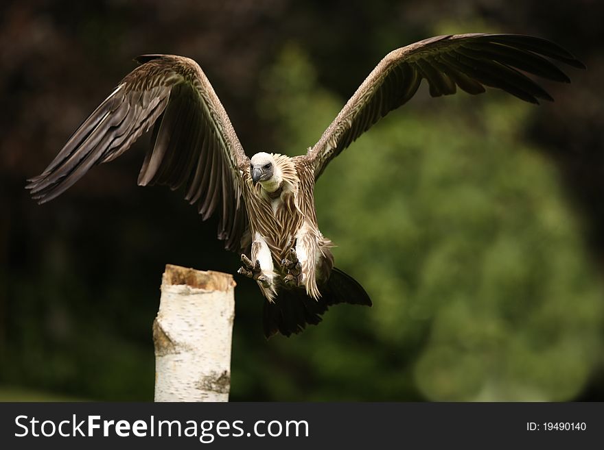 Portrait of a Griffon Vulture in flight