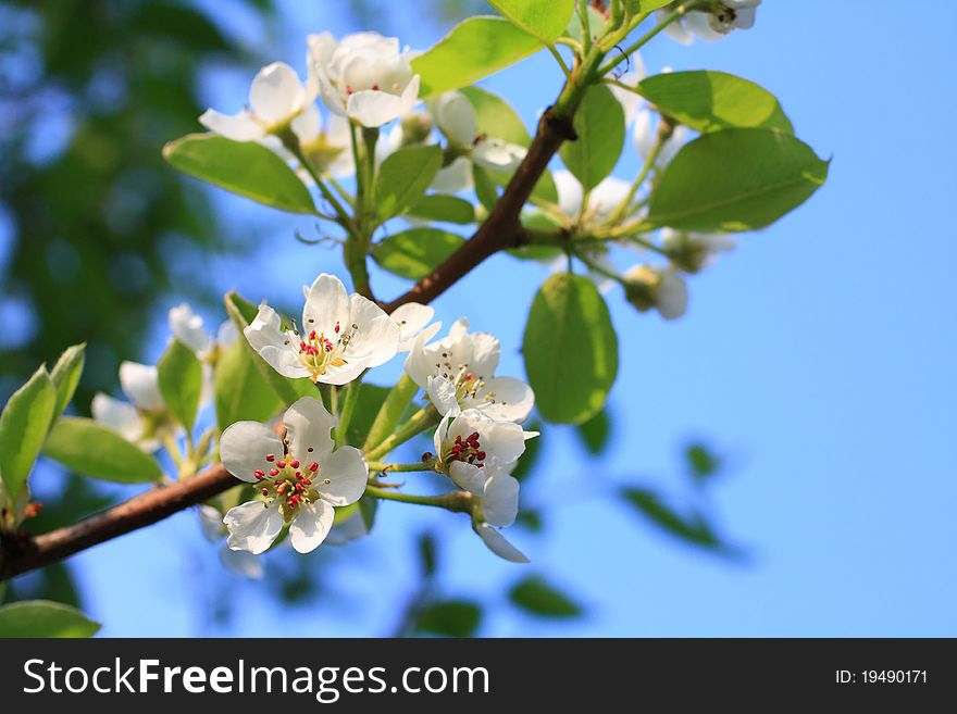 Blooming flowers of pear tree against blue sky