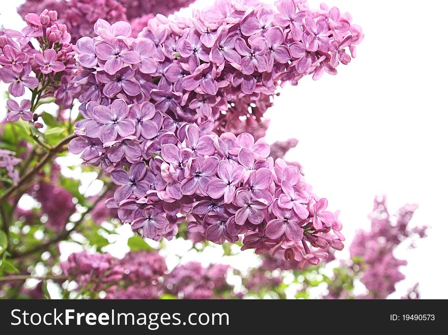 Lilac Flowers Close Up