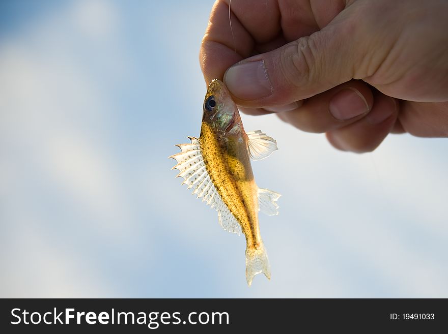 Transparent Ruff