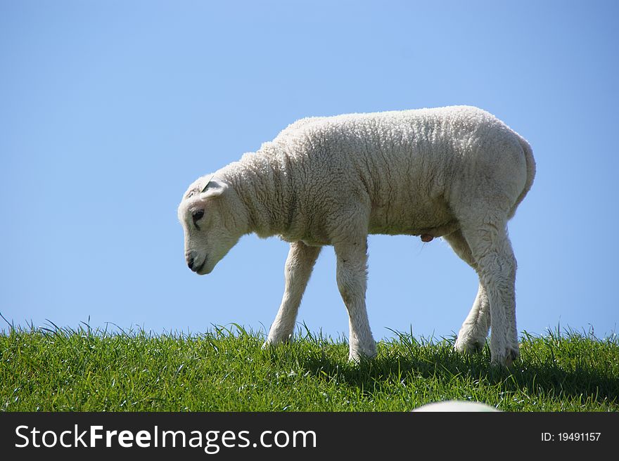 A little lamb on the in the netherlands. A little lamb on the in the netherlands.