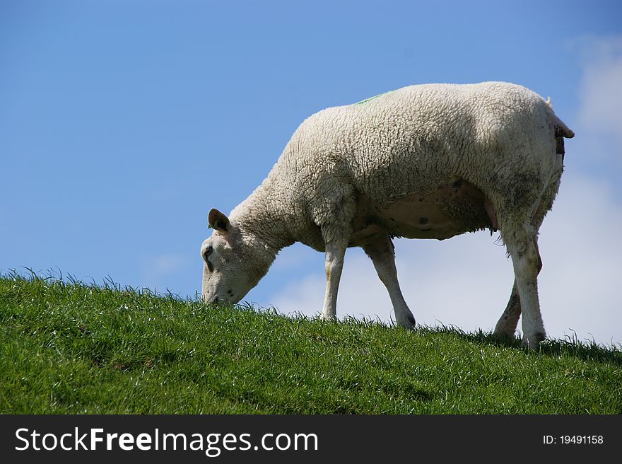 Sheep in the Netherlands
