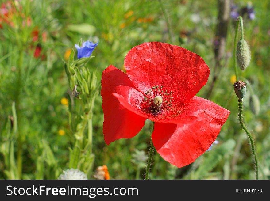 Red Poppy in the field