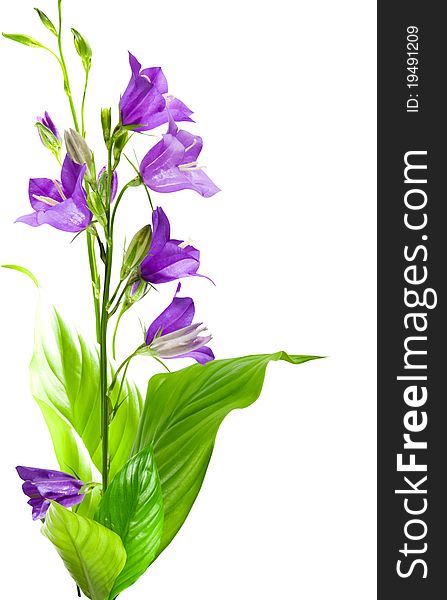 Campanula