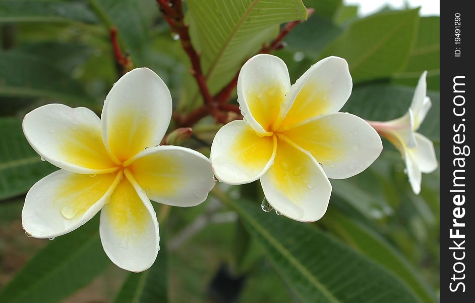 White frangipani with morning dew