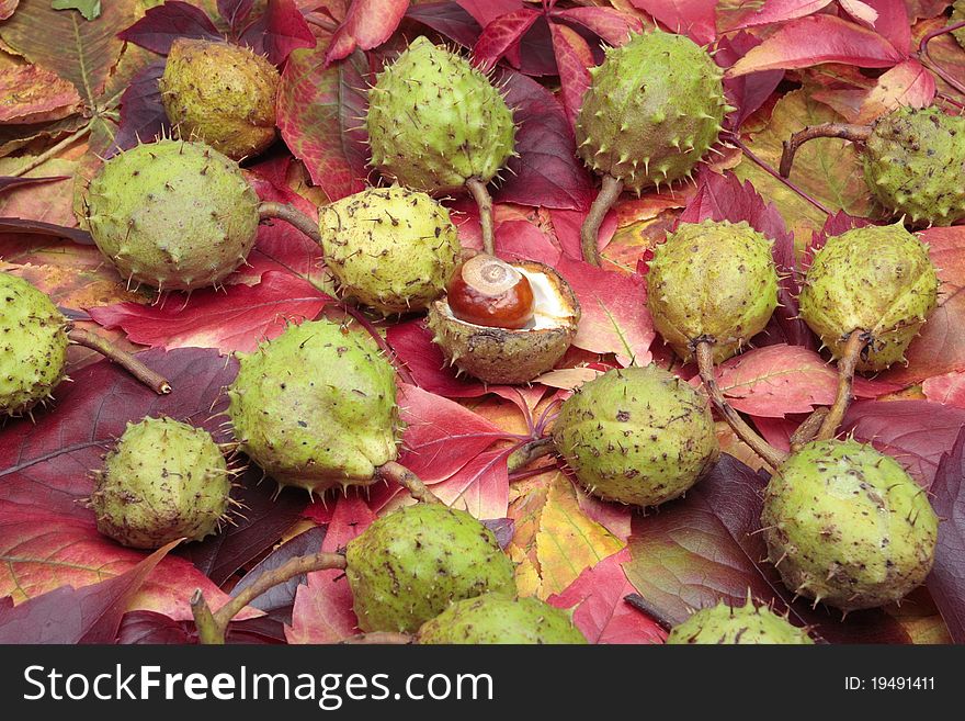 Chestnuts and leaves
in autumn. Chestnuts and leaves
in autumn