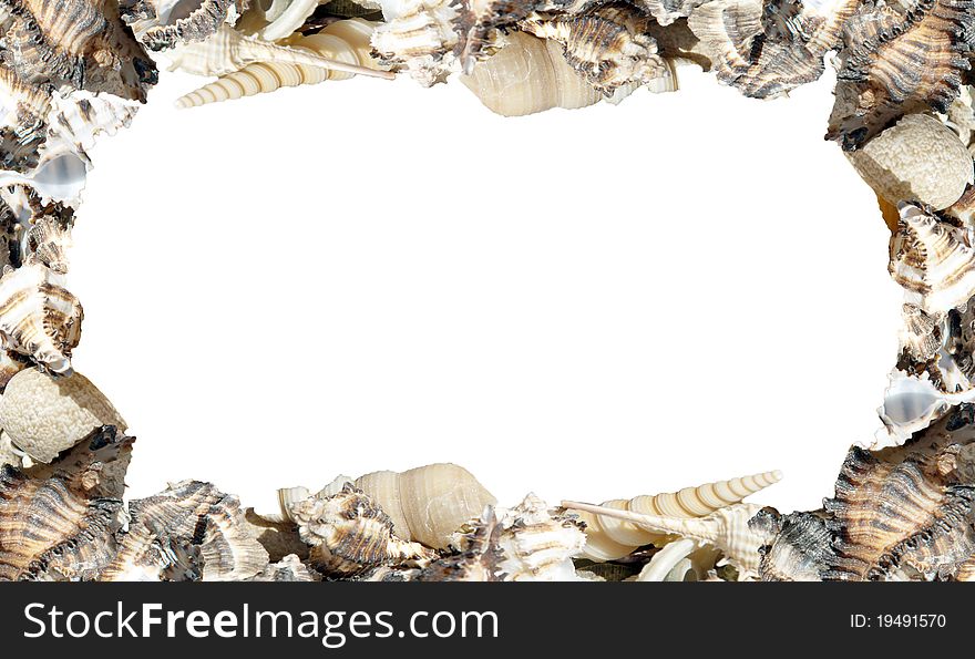 Different seashells on white background as frame