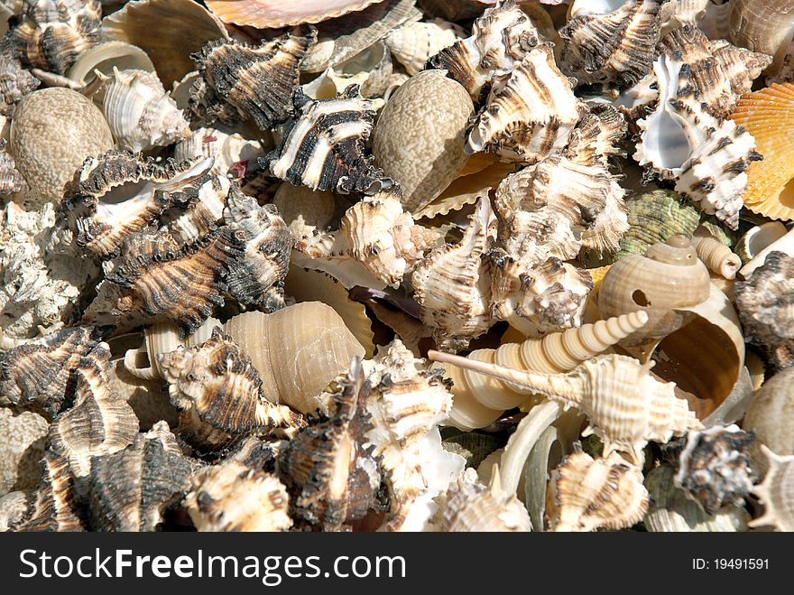 Heap of different seashell as background