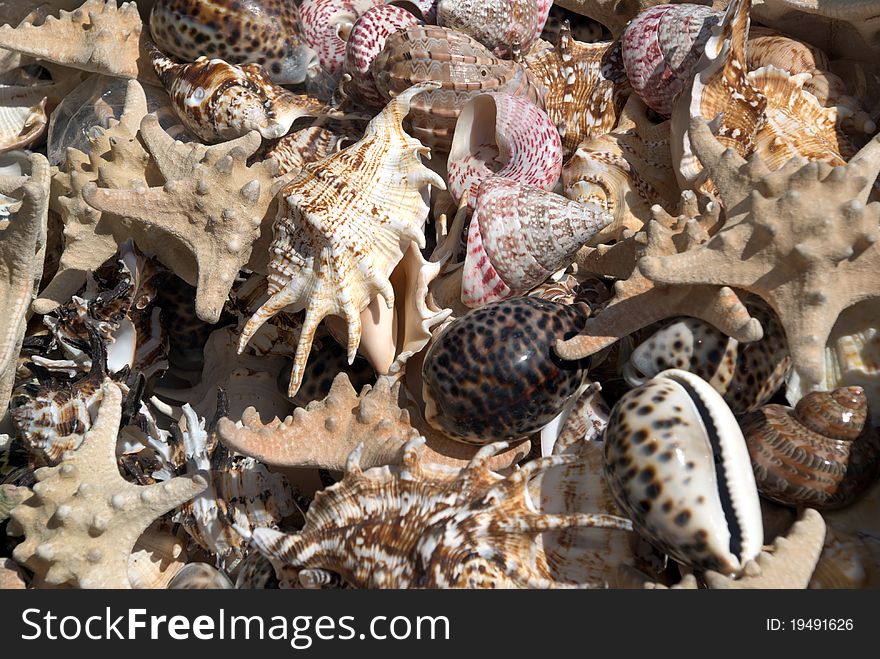 Heap of different seashell as background