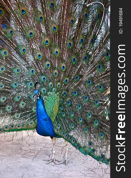 A mature peacock spreads its tail feathers fully to display his beautiful tail colors. A mature peacock spreads its tail feathers fully to display his beautiful tail colors.