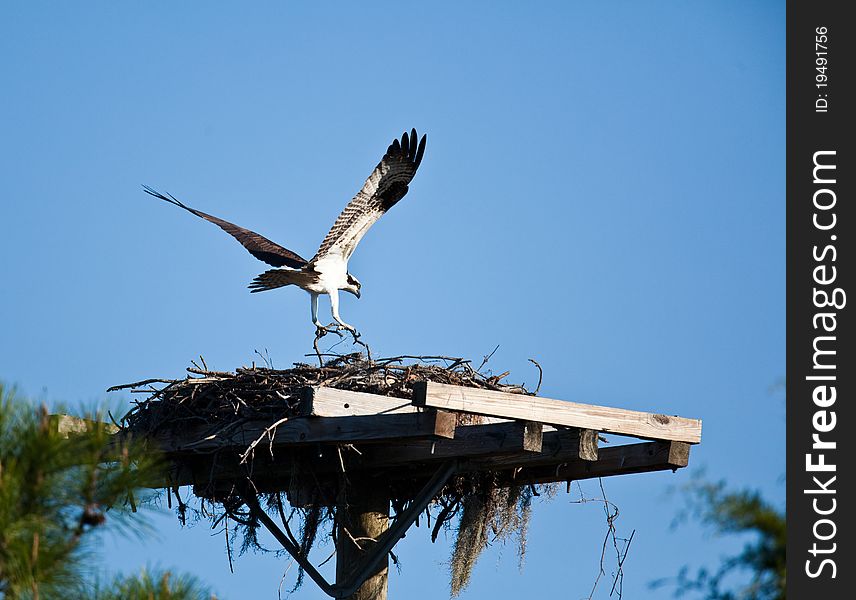 Osprey in and around the nest