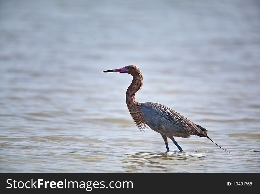 Tri-colored heron in Florida